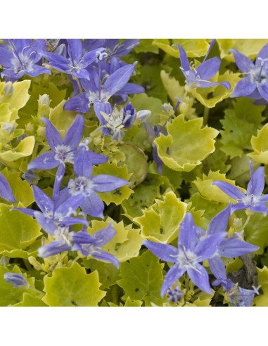 Campanule "Dickson's gold"