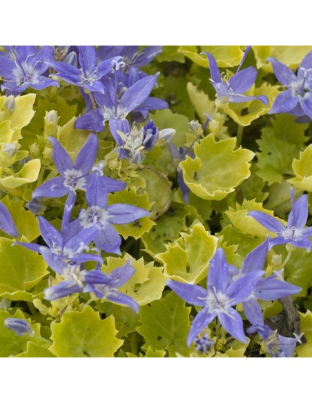 Campanule "Dickson's gold"