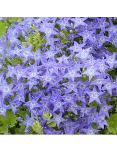 Campanule "Dickson's gold" 2