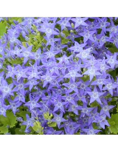 Campanule "Dickson's gold"