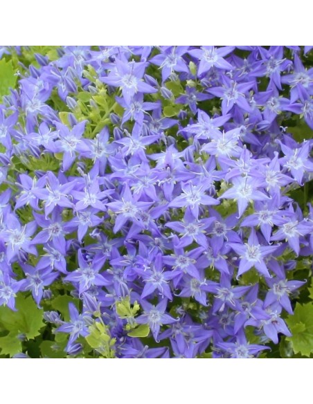 Campanule "Dickson's gold"