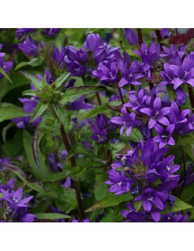 Campanule à bouquets Acaulis