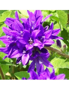 Campanule à bouquets Acaulis 2