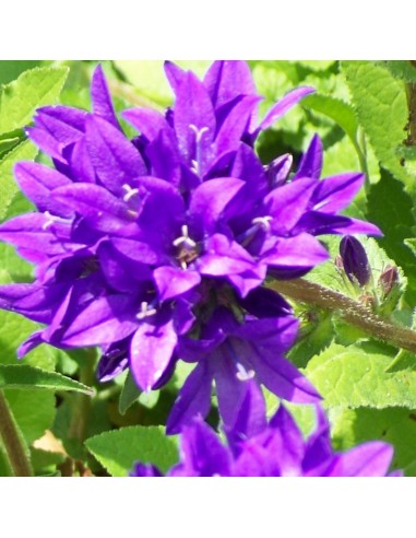 Campanule à bouquets Acaulis