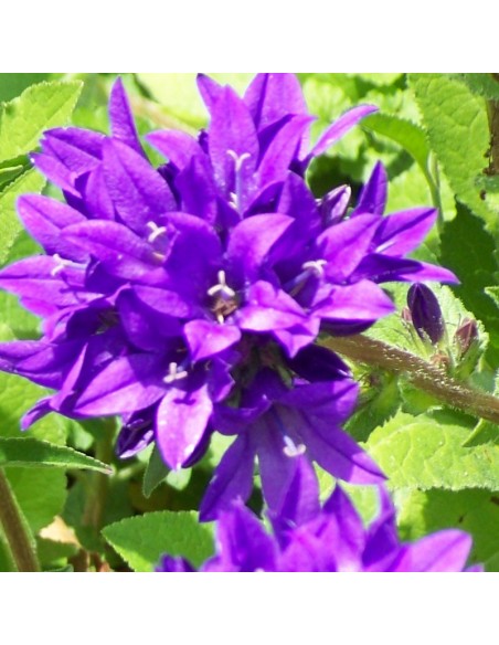 Campanule à bouquets Acaulis