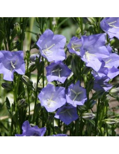 Campanule à feuilles de pêcher Telham beauty