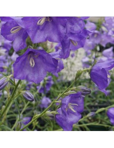 Campanule à feuilles de pêcher Telham beauty 2