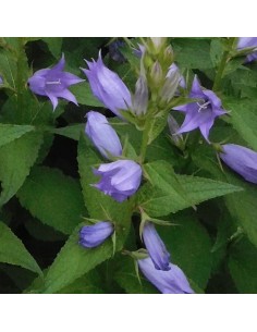 Campanule à feuilles larges Macrantha 2