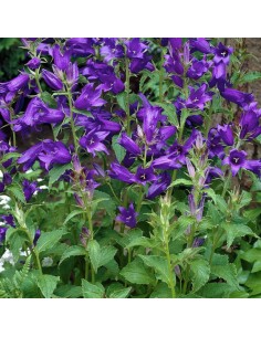 Campanule à feuilles larges Macrantha