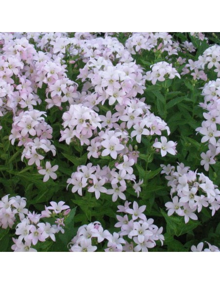 Campanule à fleurs laiteuse Loddon Ana