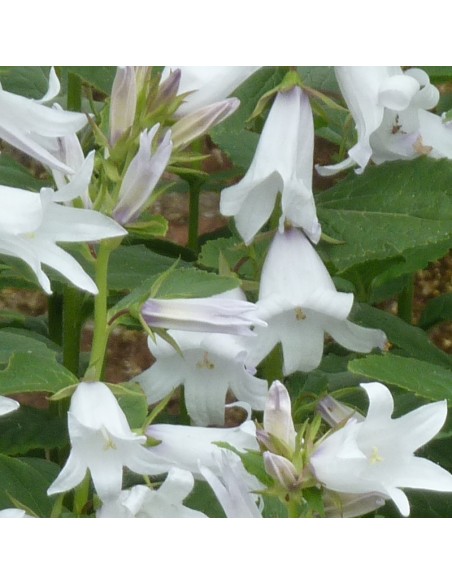 Campanule à fleurs laiteuse blanche