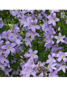 Campanule à fleurs laiteuse Prichards variety