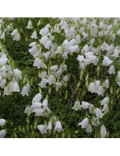 Campanule baby white 2
