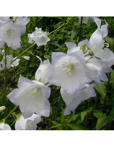 Campanule blanche à feuilles de pêcher