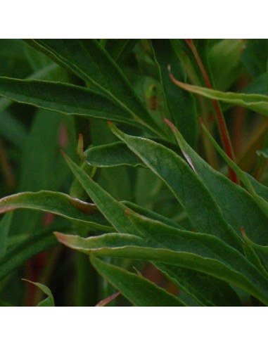 Campanule blanche à feuilles de pêcher