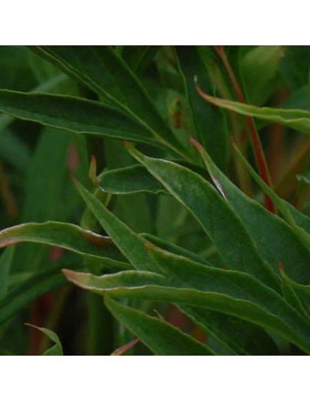Campanule blanche à feuilles de pêcher
