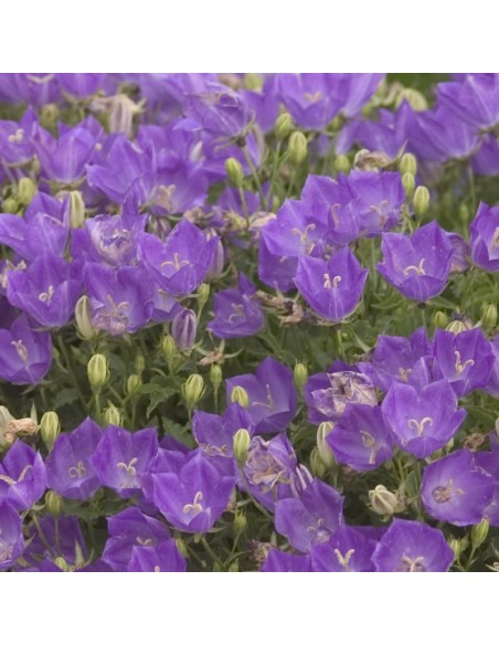 Campanule des Carpates blue clips Campanule des Carpates blue clips