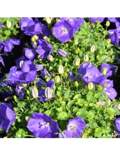Campanule des Carpates blue clips 2