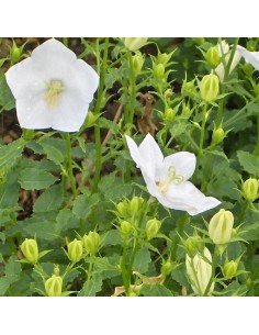 Campanule des Carpates white clips
