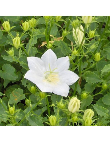 Campanule des Carpates white clips