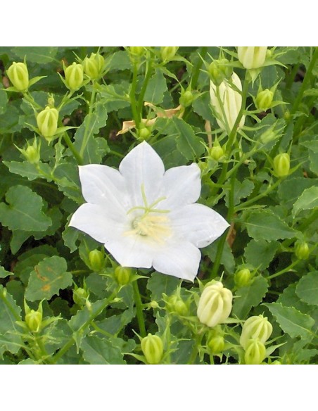 Campanule des Carpates white clips