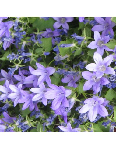 Campanule des murs