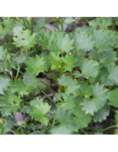 Campanule des murs 2