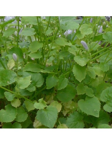 Campanule des murets E.H. Frost
