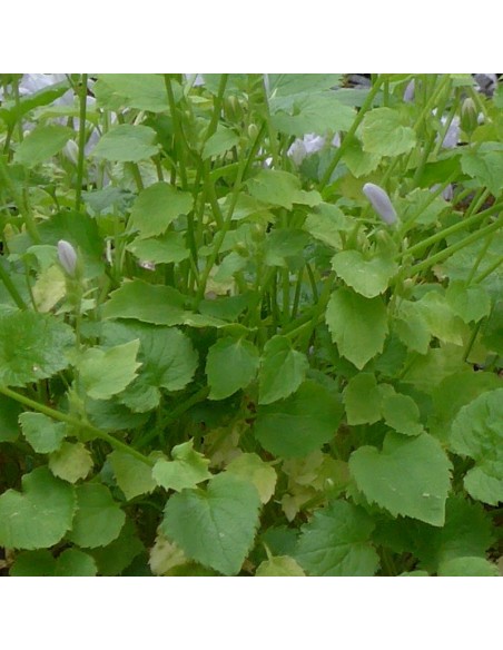 Campanule des murets E.H. Frost