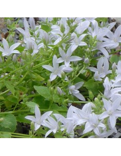 Campanule des murets E.H. Frost