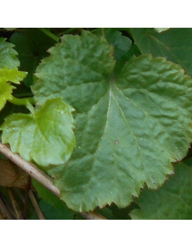 Campanule garganica