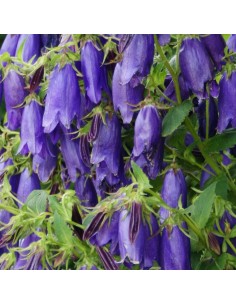 Campanule hybride Kent Belle