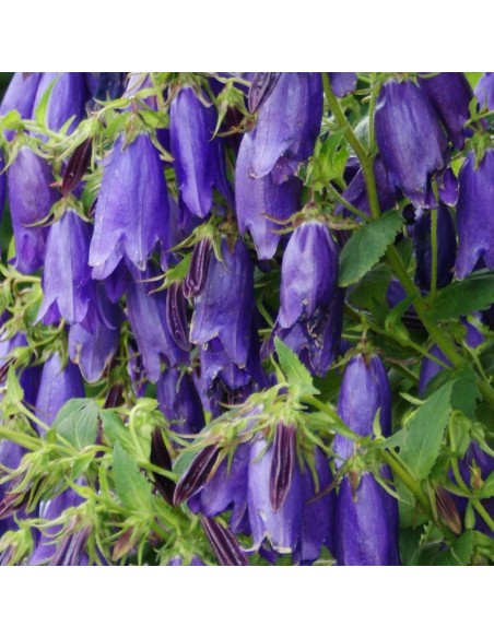 Campanule hybride Kent Belle