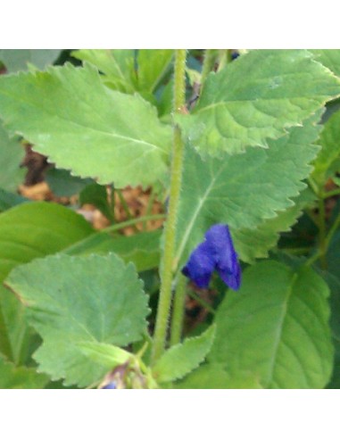 Campanule hybride Kent Belle