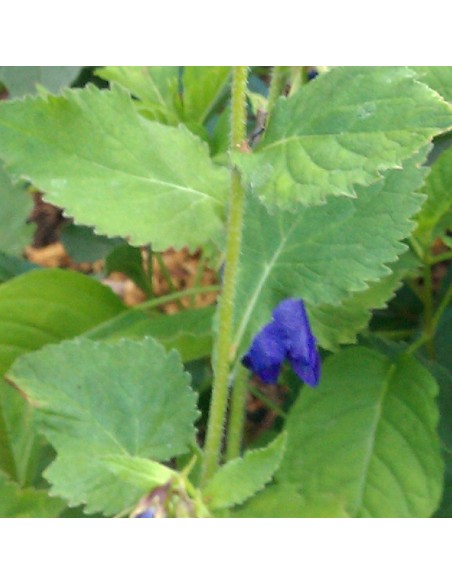 Campanule hybride Kent Belle