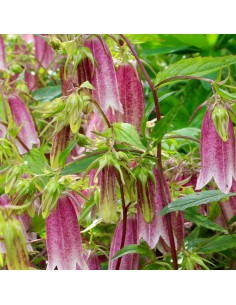 Campanule takesimana Elisabeth