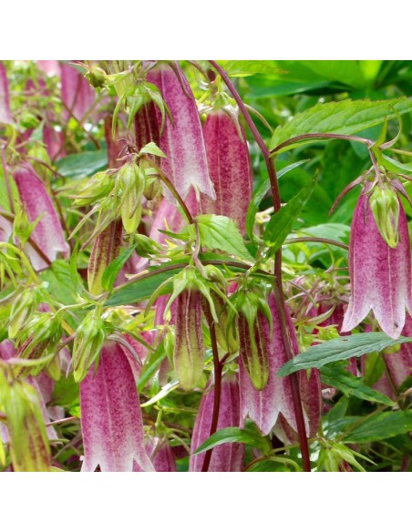 Campanule takesimana Elisabeth Campanule takesimana Elisabeth