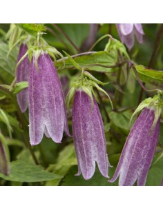 Campanule takesimana Elisabeth 2