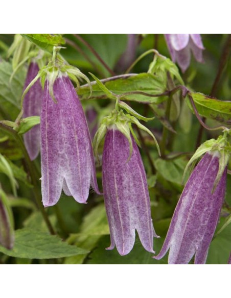 Campanule takesimana Elisabeth Campanule takesimana Elisabeth