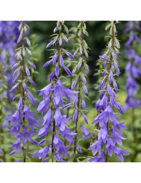 Campanule pyramidale