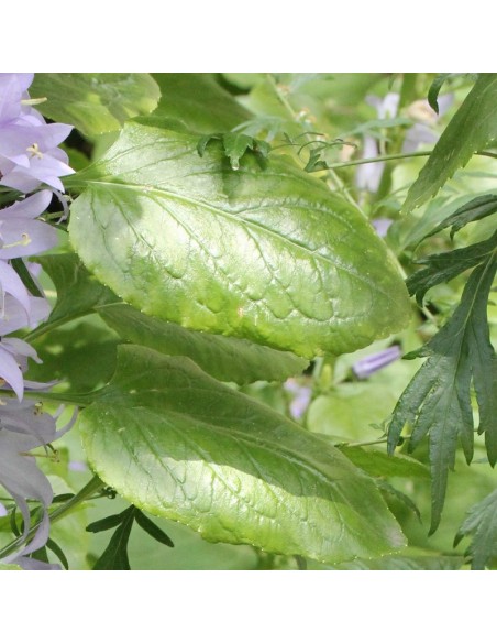 Campanule pyramidale