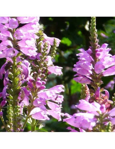 Cataleptique Bouquet rose