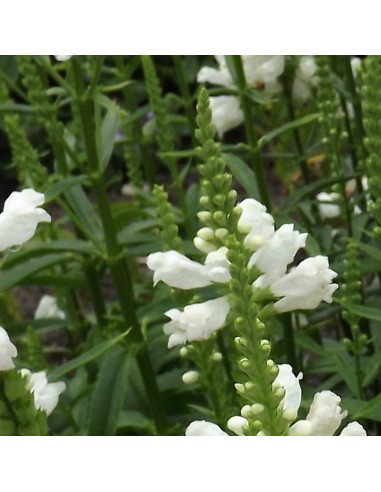 Cataleptique "Summer snow"