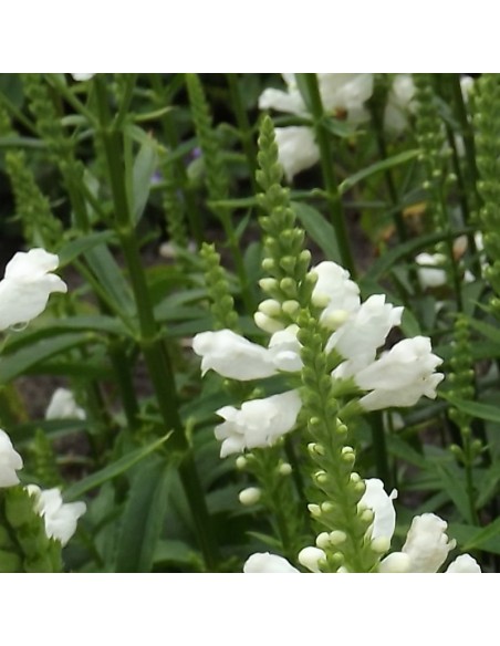 Cataleptique "Summer snow"