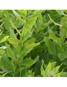 Centaurée à grosses têtes 2