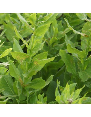 Centaurée à grosses têtes