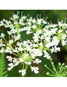Cerfeuil musqué - Myrrhis Odorata 2