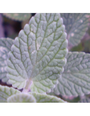 Chataire "Six hills giant"