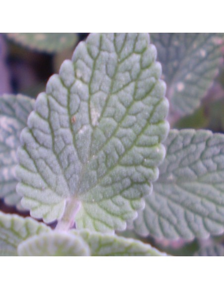 Chataire "Six hills giant"