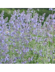 Chataire "Six hills giant"